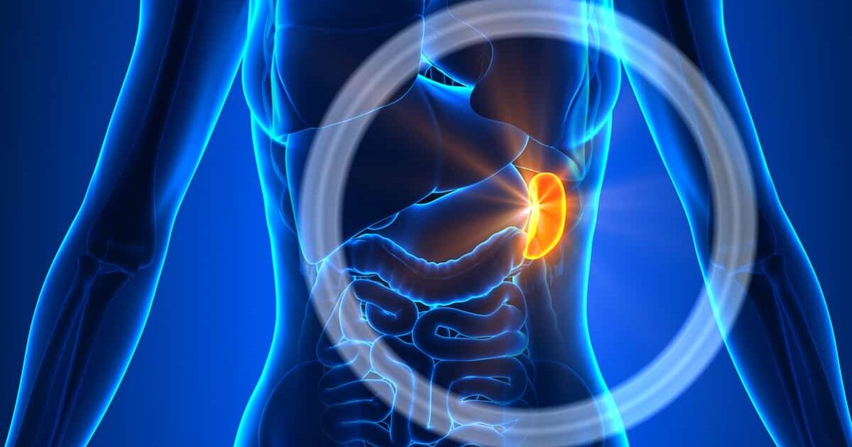 Cary Gastroenterology Associates What Is Enlarged Spleen Causes   Enlarged Spleen 