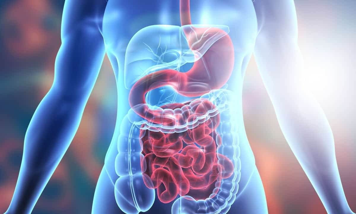 How your digestive system works